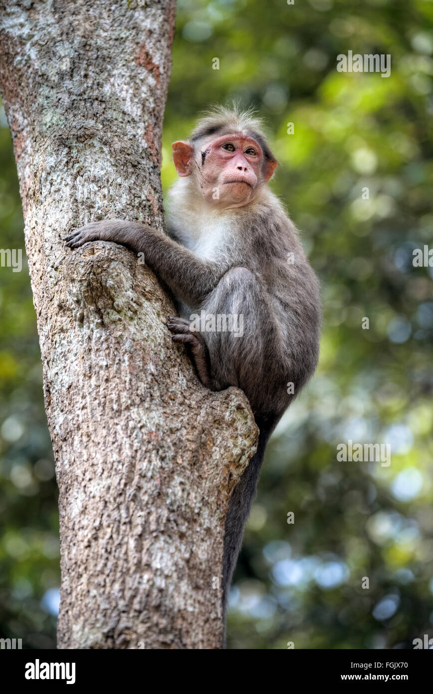 Singe dans le parc national de Periyar, Thekkady, Kerala, Inde Banque D'Images