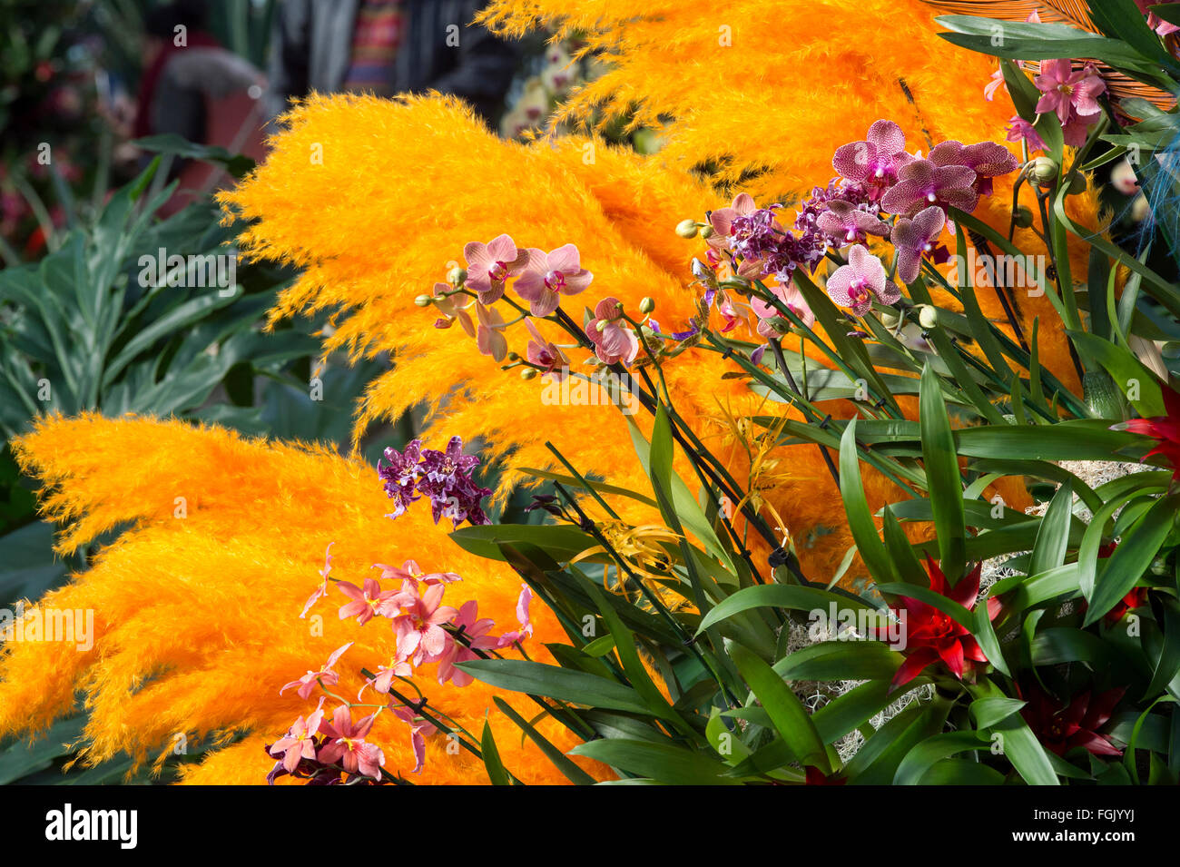 L'affichage à l'intérieur du festival d'Orchidées Princes de Galles au Conservatoire botanique de Kew gardens. London, UK Banque D'Images