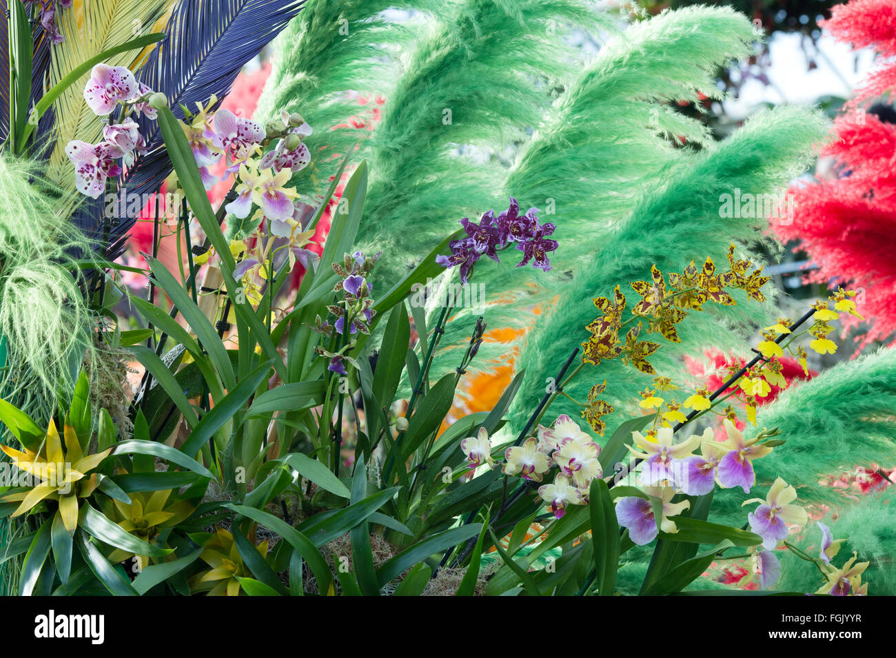 L'affichage à l'intérieur du festival d'Orchidées Princes de Galles au Conservatoire botanique de Kew gardens. London, UK Banque D'Images