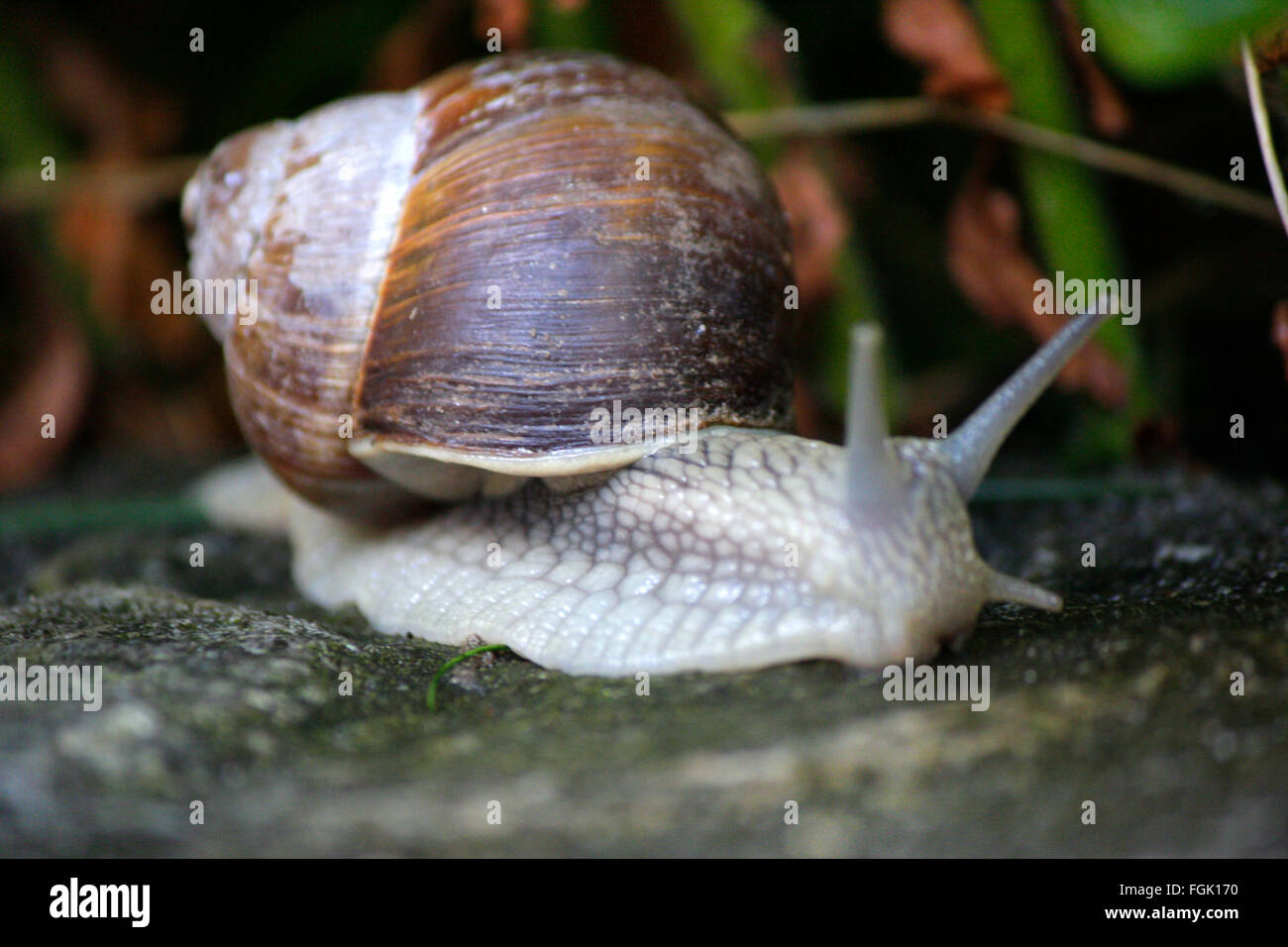 Schnecke, Chamonix, France. Banque D'Images