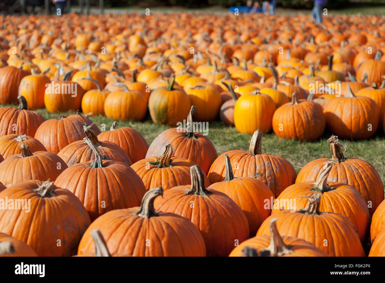 Pumpkins empilés en rangées et d'attente pour les familles de les choisir pour sculpter sur Halloween Banque D'Images