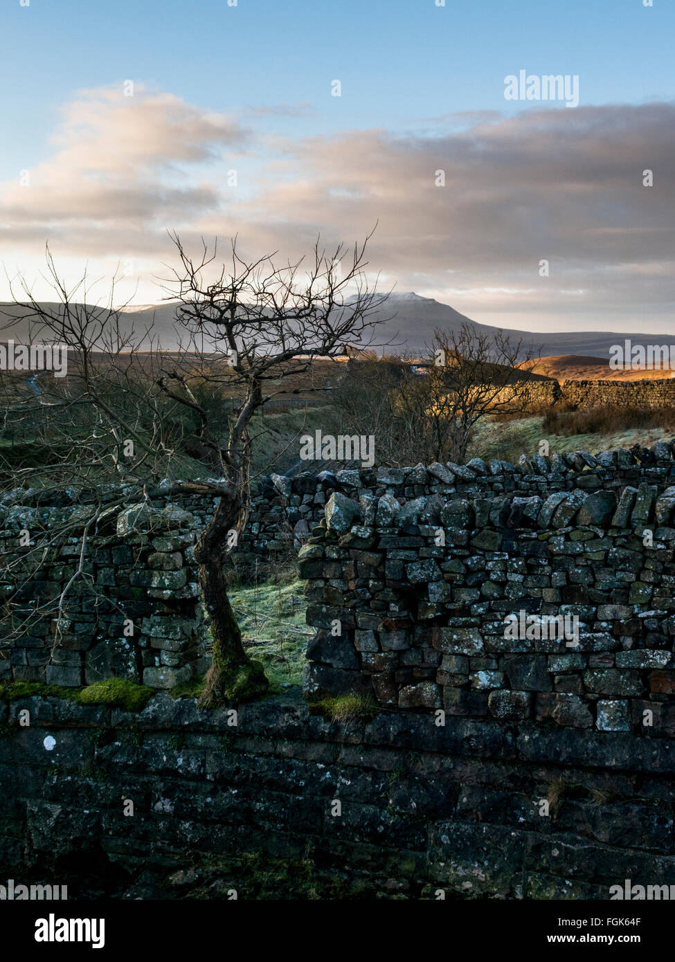 Paysage, portrait sur les murs de pierres sèches Ingleborough vu avec arbre en gap Banque D'Images