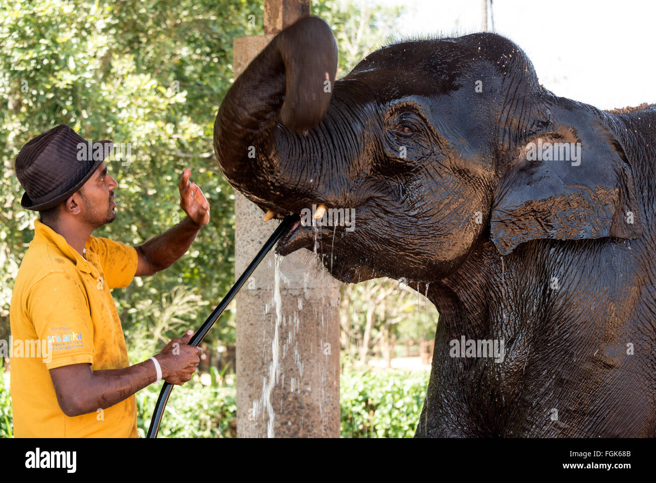 Un cornac ( elephant keeper) laver une jeune femelle éléphant à l'orphelinat des éléphants de Pinnawela sur Kegalle-Rambukkana Road Banque D'Images