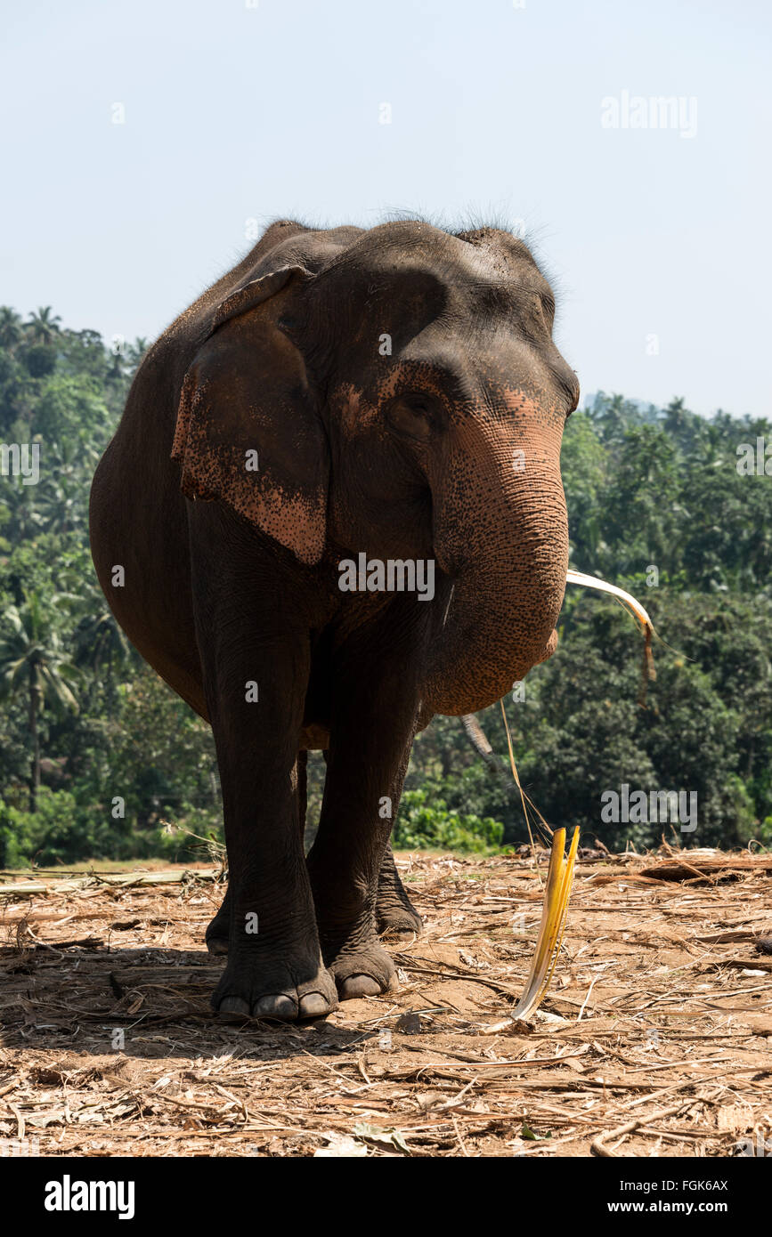 Éléphant de Pinnawela sur Kegalle-Rambukkana en route Rambukkana, Sri Lanka. L'orphelinat est à la gestion du gouvernement et est l'un des Banque D'Images