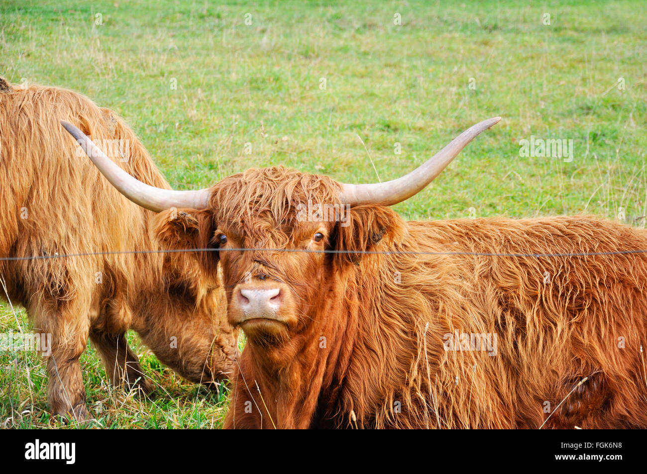 Vache de Longhorn Banque D'Images
