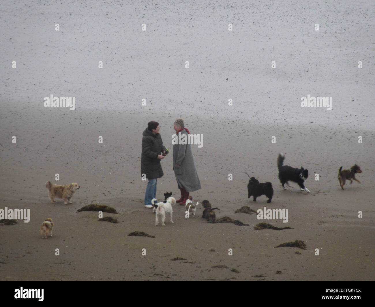 Sandylands Beach, Morecambe, Lancashire, Royaume-Uni, 20 février 2016 Dog Walkers exerçant leurs chiens chat sur Sandylands Beach, chat dans entre la pluie qui tombe dans la région de Cumbria et North Lancashire Crédit : David Billinge/Alamy Live News Banque D'Images