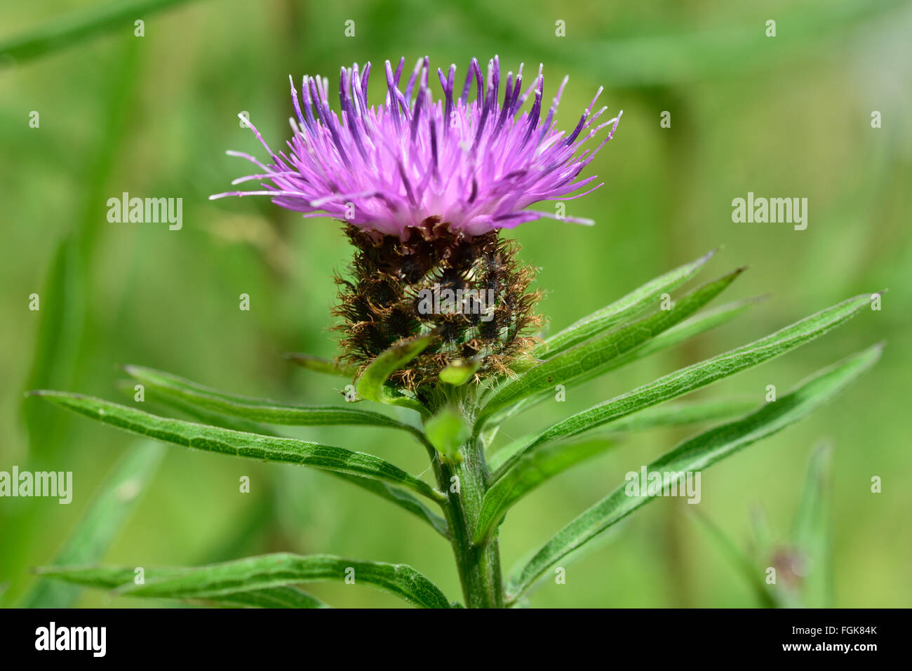 La centaurée noire (Centaurea nigra). Un pourpre à la famille (Asteraceae) en fleur, avec accent sur les étamines Banque D'Images