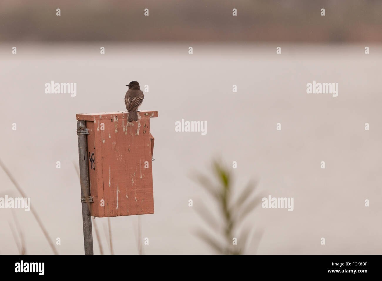 Les oiseaux gris Hirondelle bicolore Tachycineta bicolor,, siège sur boîte du nid à la réserve faunique de San Joaquin, en Californie du Sud. Banque D'Images