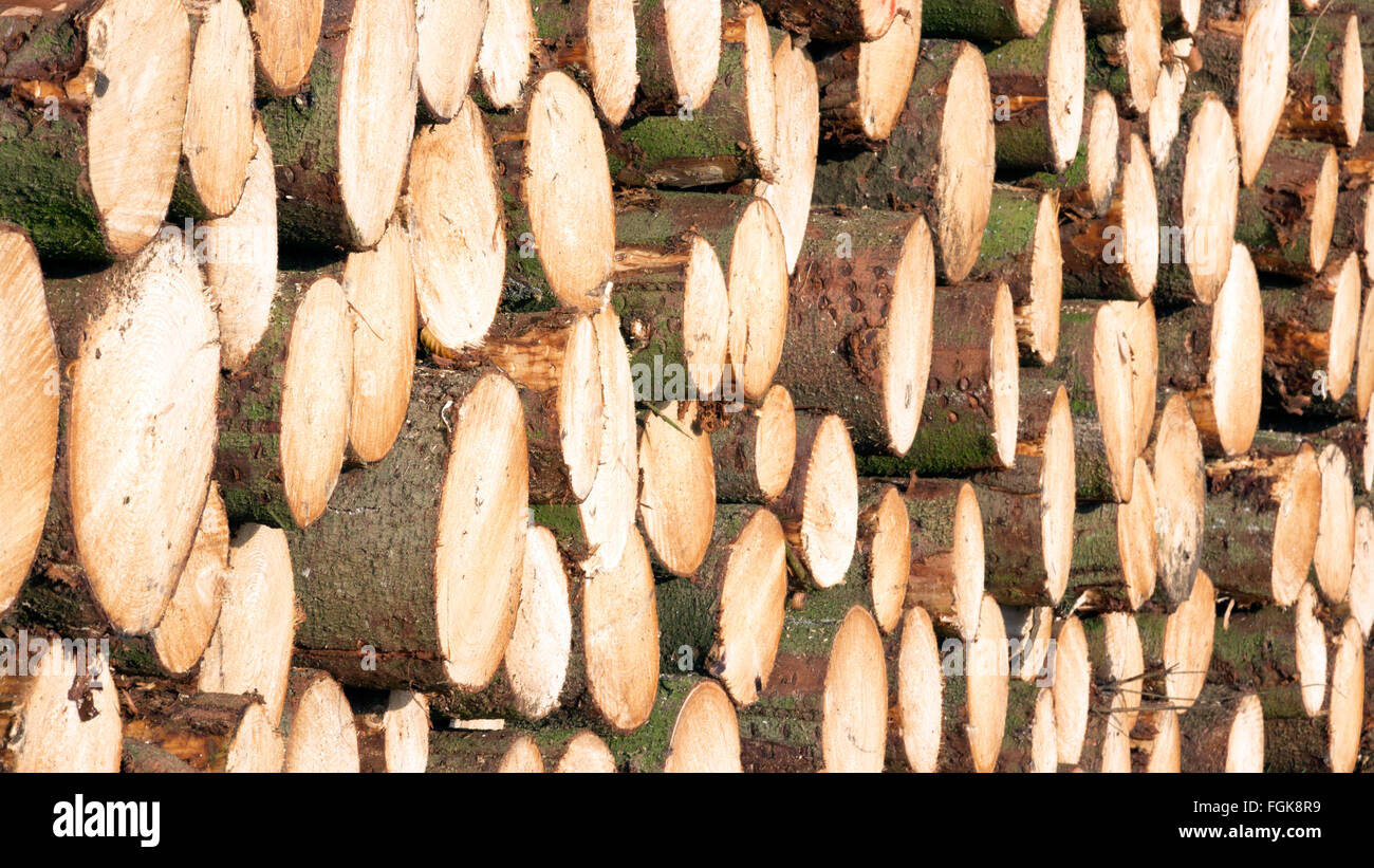 Grumes en bois empilé Banque D'Images