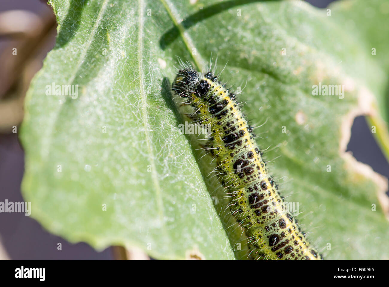 Grand Papillon Blanc Caterpillar. Banque D'Images