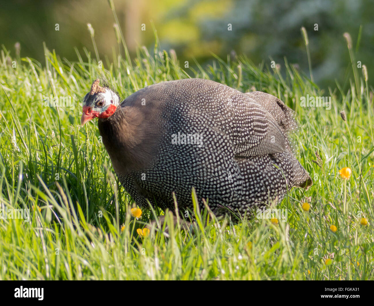La pintade de Numidie, un African gamebird. Troupeau qui vivent en liberté dans le Yorkshire. Ordre : Passériformes Famille : Galliformes Banque D'Images