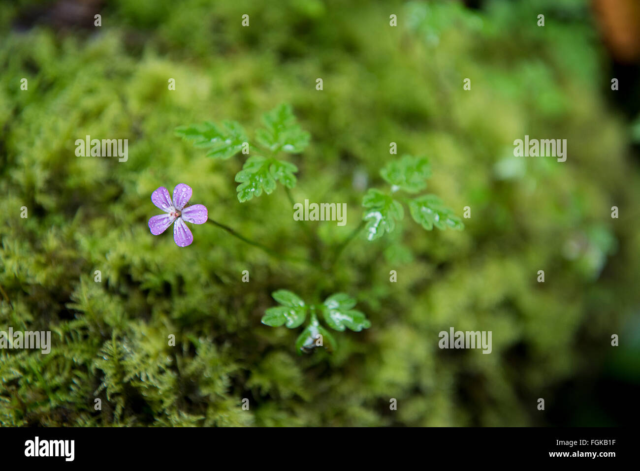 On croit être Herb-Robert (Geranium robertianum) trouvés de plus en plus parmi la mousse sur un ancien mur de pierres sèches dans le Yorkshire. Banque D'Images