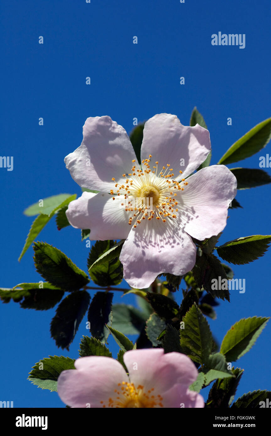 Wildrose, rosa canina, Banque D'Images