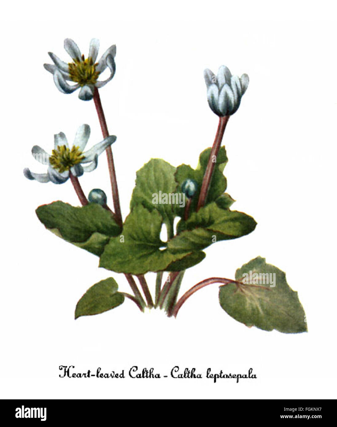 La photographie de Mary Vaux Walcott de *Caltha leptosepala* (également connue sous le nom de Marais) capture la délicate beauté de cette fleur sauvage. Prise au début du XXe siècle, l'image met en valeur la structure complexe et les couleurs vives de la fleur, mettant en valeur les compétences de Walcott en photographie botanique. Banque D'Images