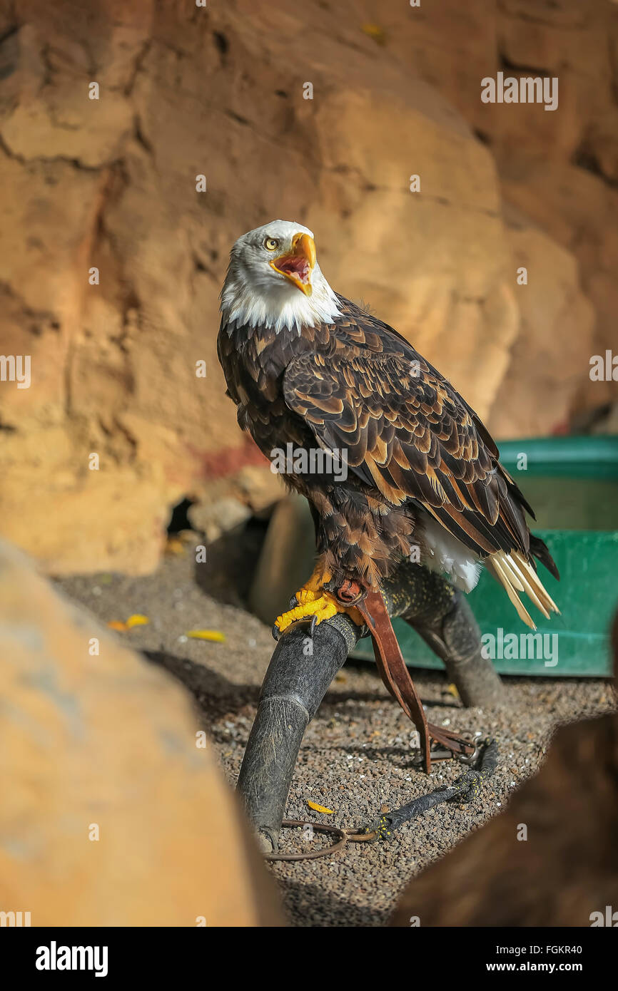 Pygargue à tête blanche (Haliaeetus leucocephalus) Banque D'Images