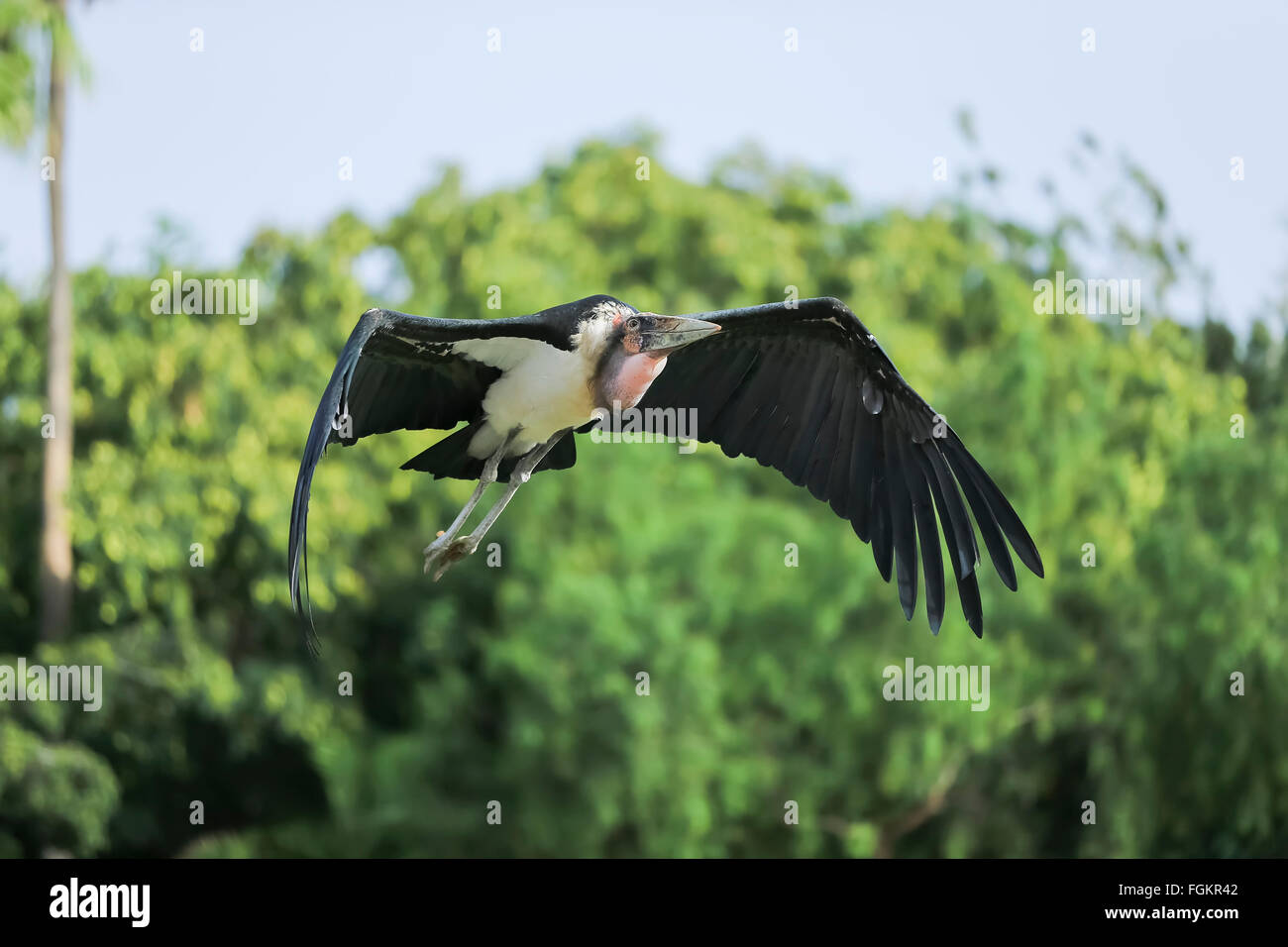 Dans la nature, les animaux dans leurs habitats naturels. Mercredi Banque D'Images