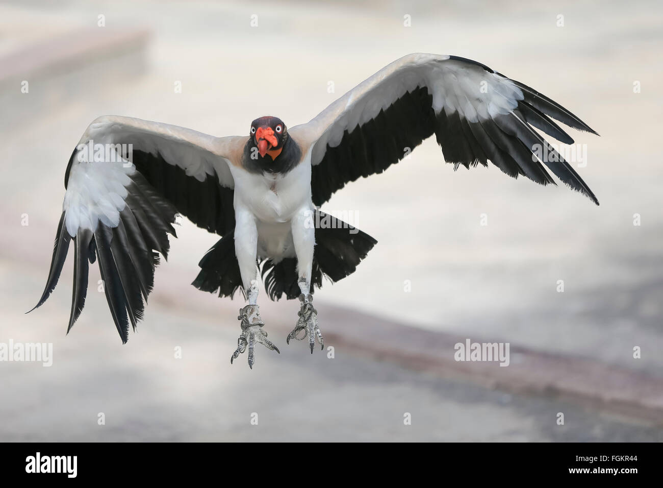 Dans la nature, les animaux dans leurs habitats naturels. Mercredi Banque D'Images