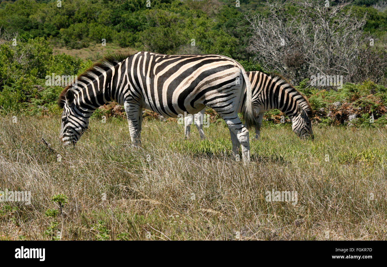 Deux zèbres paissent dans la brousse à Addo Elephant National Park, Afrique du Sud. Banque D'Images