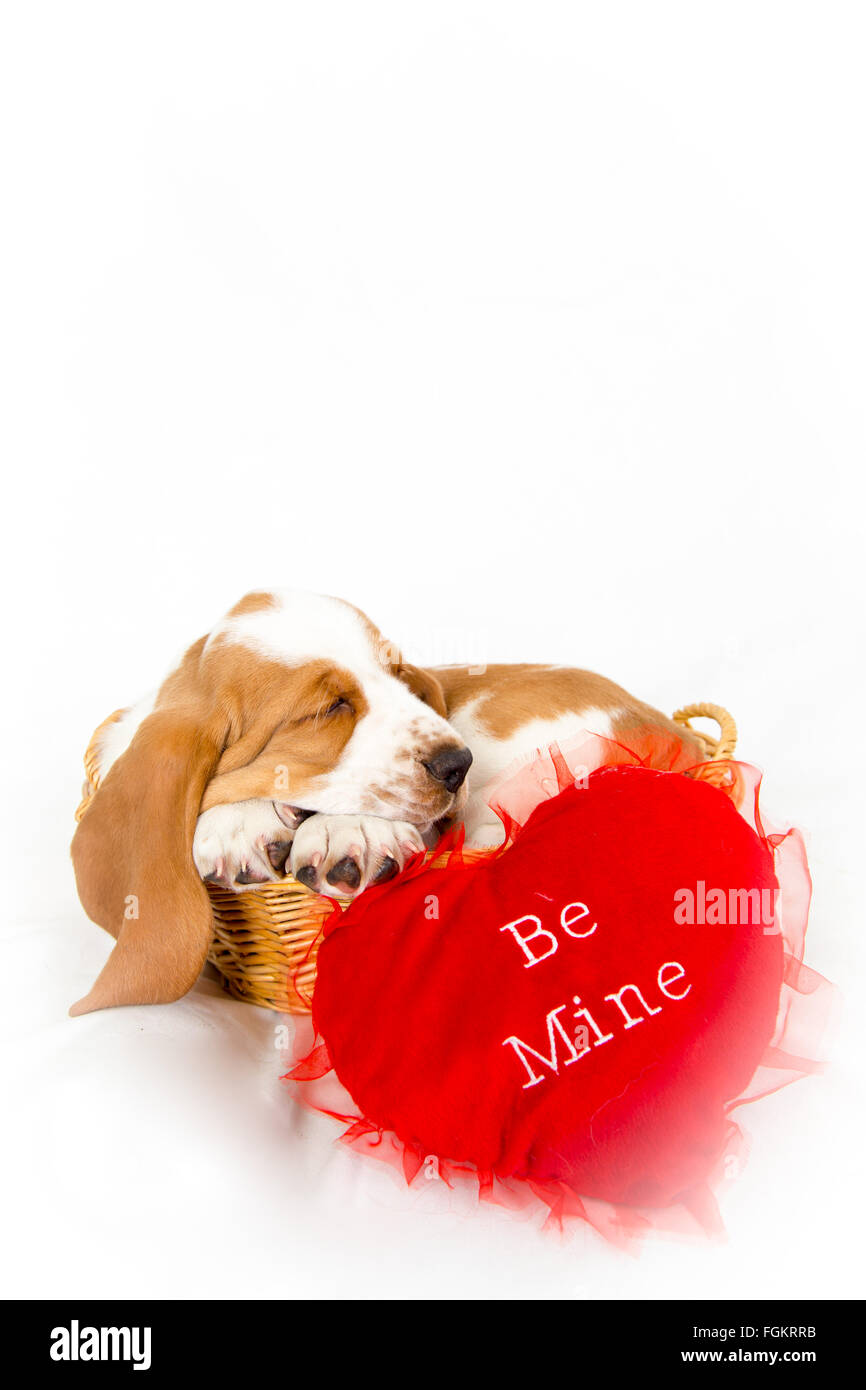 Basset Hound chiot dormir dans un panier avec un être mon Valentin coeur rouge Banque D'Images