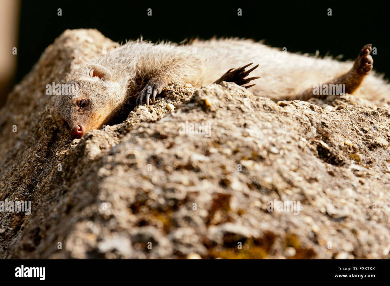 Mongoose en bandes que l'on retrouve dans toute l'Afrique sub-saharienne. L'état de conservation est moins préoccupante Banque D'Images