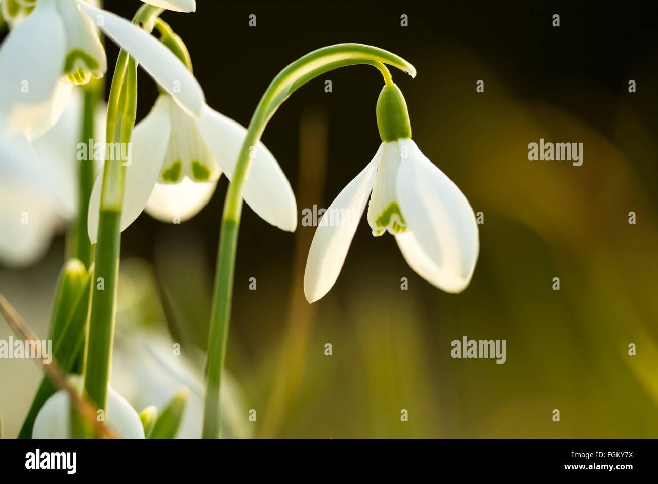 Snowdrop commune retour allumé ressemble à une ampoule électrique. Banque D'Images