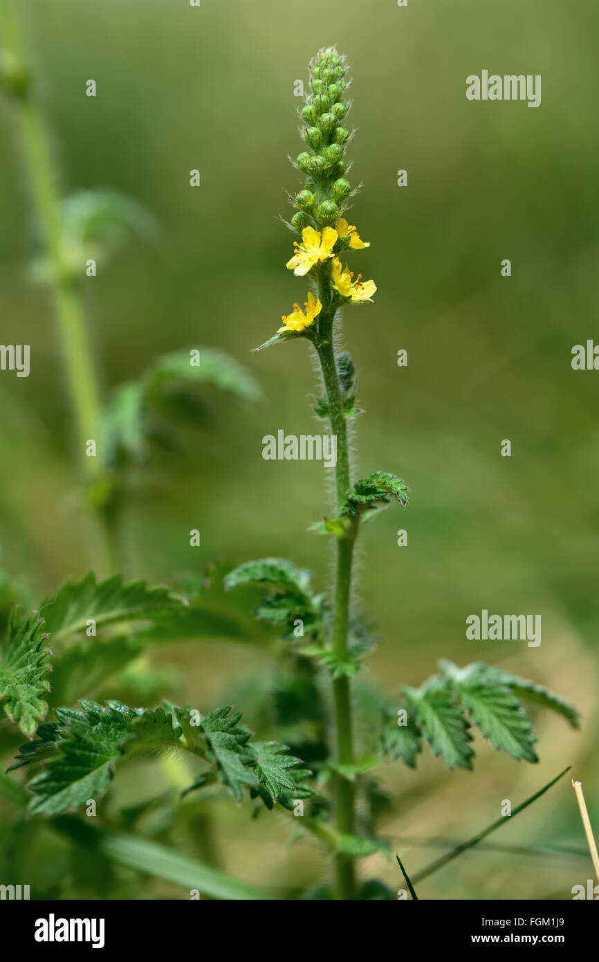Aigremoine (Agrimonia eupatoria). Une fleur jaune d'une plante dans la famille des rosacées (Rosaceae), croissant sur les prairies calcaires Banque D'Images