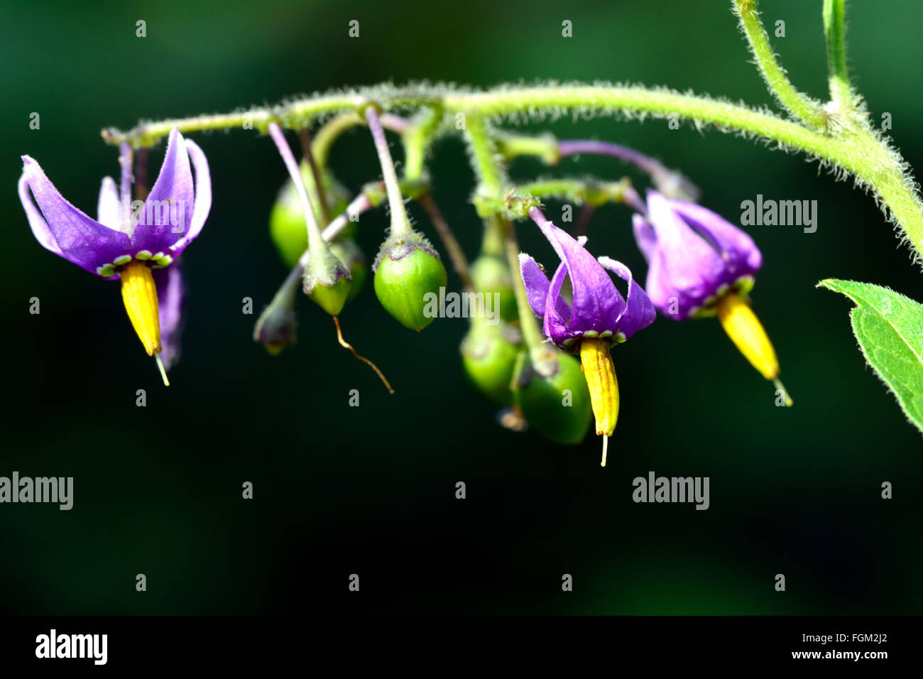 La morelle douce-amère (Solanum dulcamara). Le violet et le jaune des fleurs de cette plante en famille des Solanacées, alias woody nightshade Banque D'Images