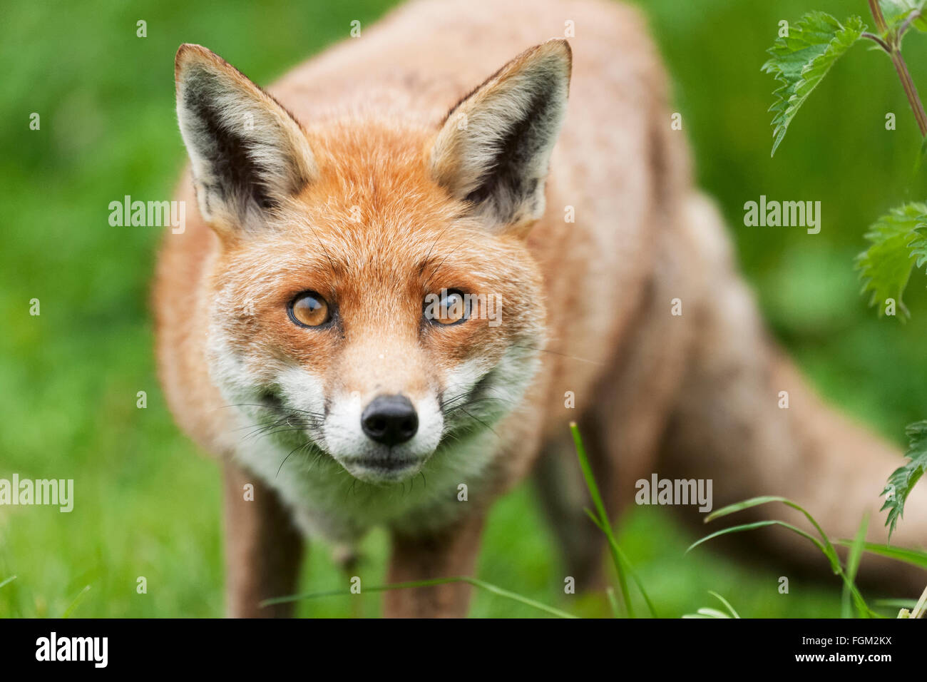 Fox : aimé et haï au Royaume-Uni dans la mesure égale Banque D'Images