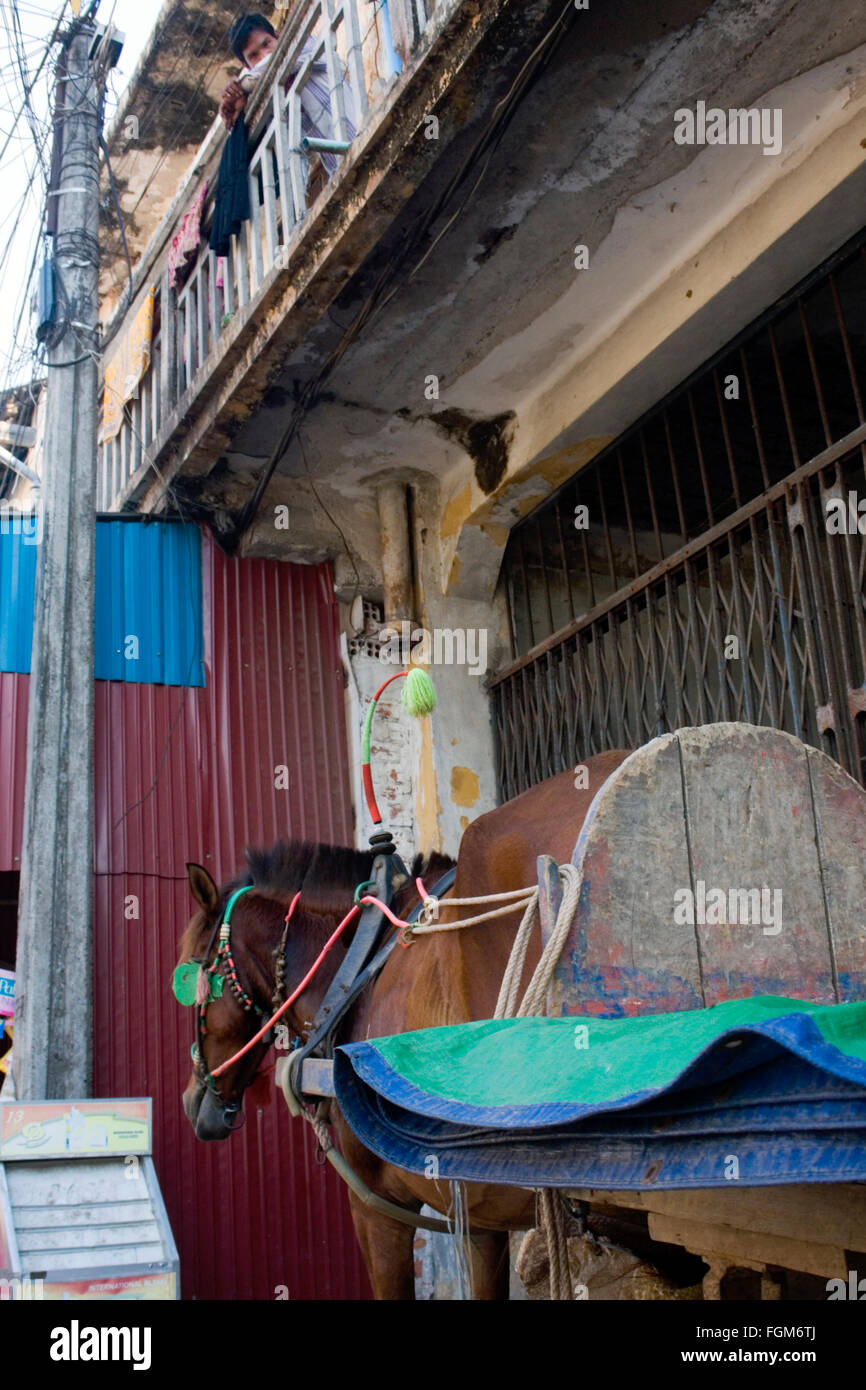 Un cheval se dresse sur un trottoir au-dessous d'un bidonville à Kampong Cham, Cambodge. Banque D'Images