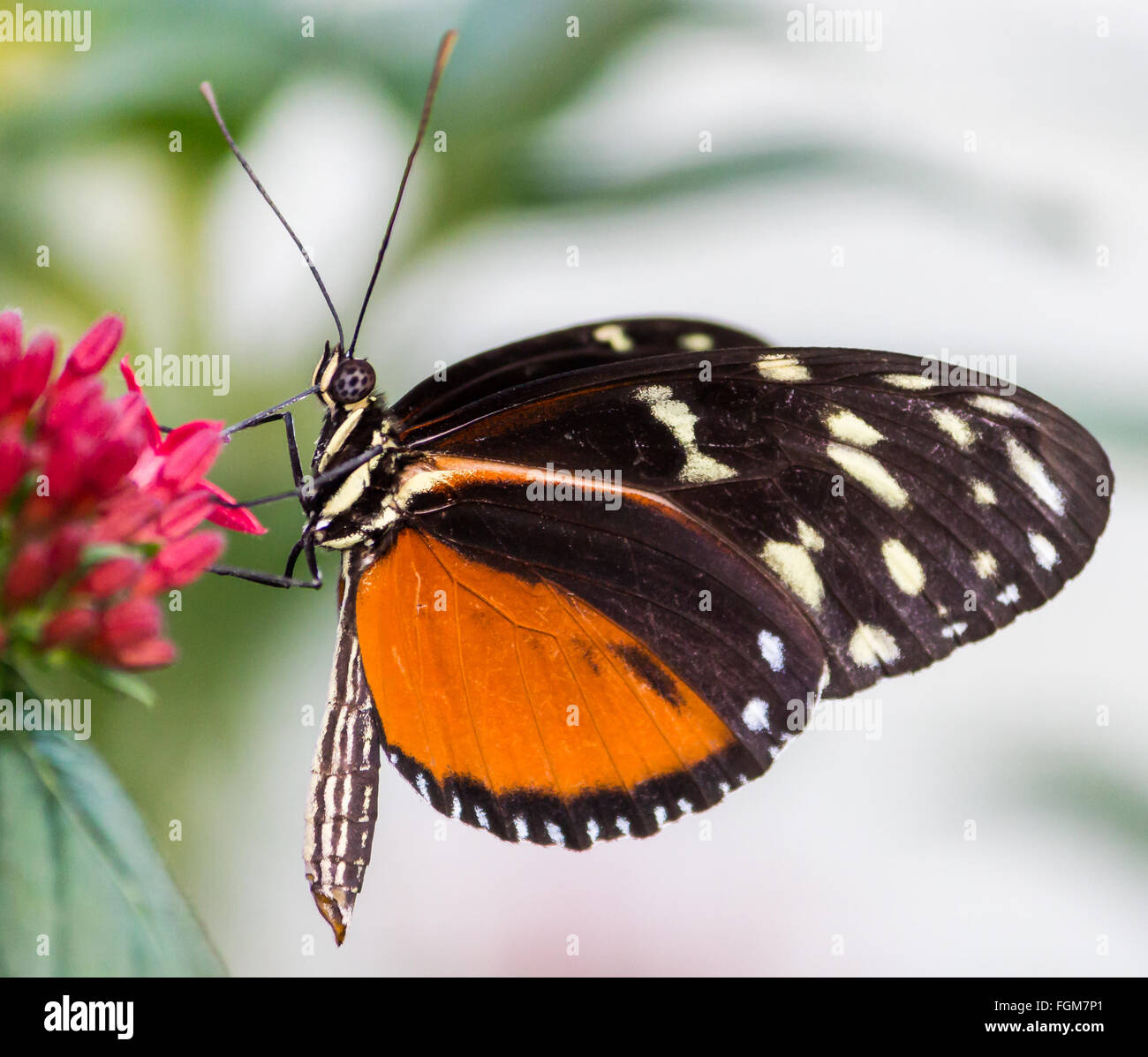 Heliconius hecale Longwing polymorphes, Banque D'Images