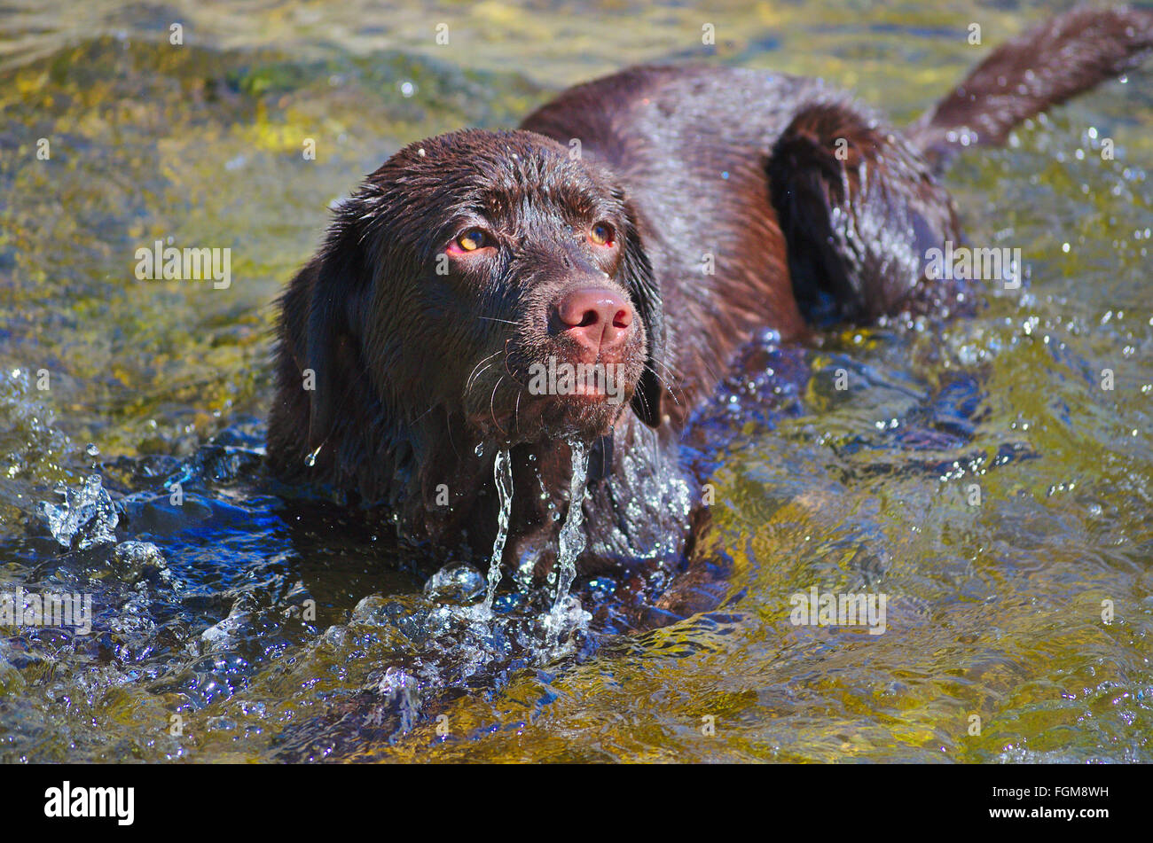 Chien Labrador baignade Banque D'Images