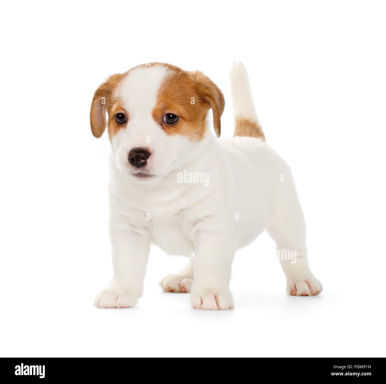 Jack Russell Terrier puppy ludique isolé sur fond blanc. Vue de face, debout. Banque D'Images