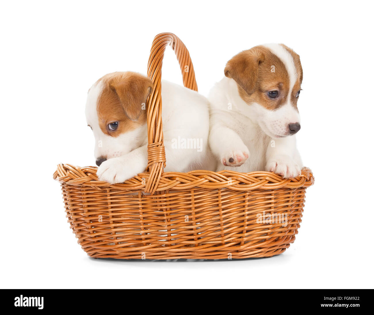 Jack Russell Terrier chiots assis dans un panier. Isolé sur fond blanc. Banque D'Images