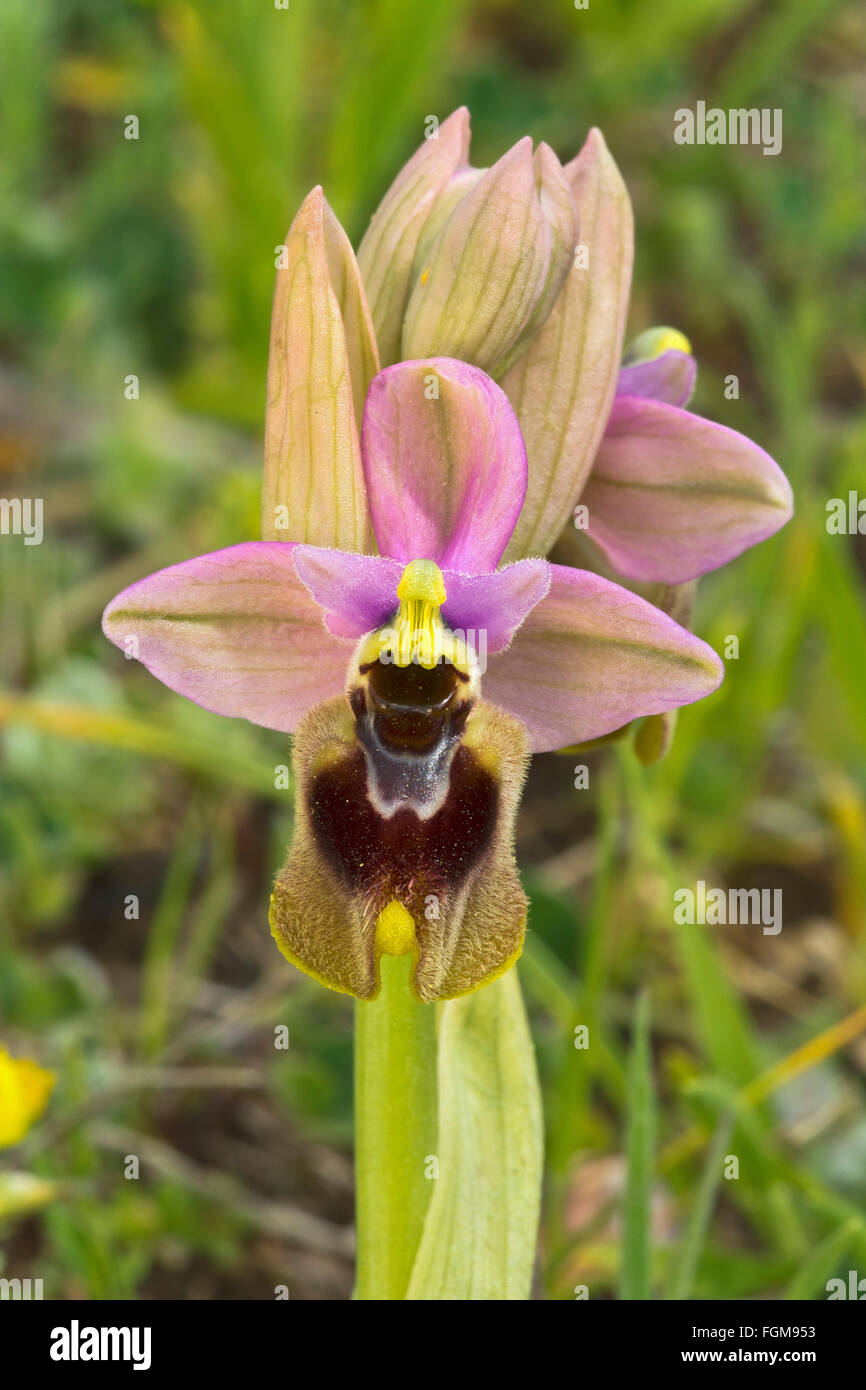 Tenthrèdes orchid (Ophrys tenthredinifera), l'Argentiera, Sardaigne, Italie Banque D'Images