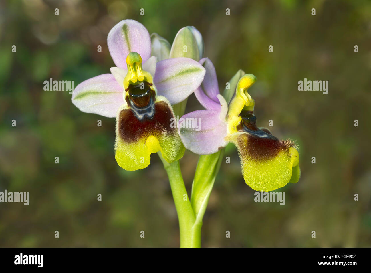 Tenthrèdes orchid (Ophrys tenthredinifera), Masua, Sardaigne, Italie Banque D'Images