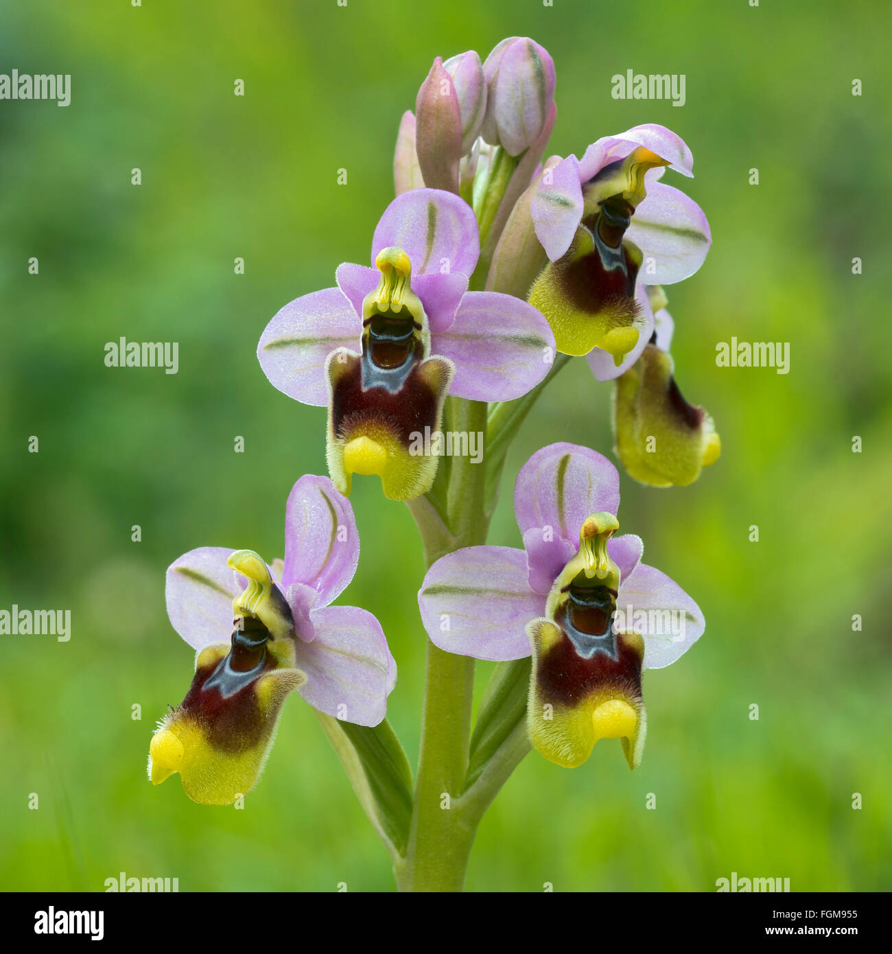 Tenthrèdes orchid (Ophrys tenthredinifera) S'Ena Arrubia, Arbora, Sardaigne, Italie Banque D'Images