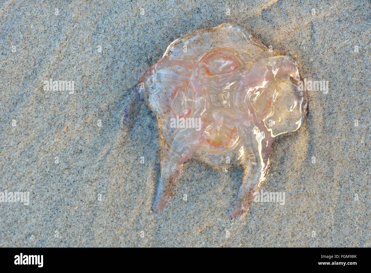Méduse à crinière de lion (Cyanea capillata) sur la plage de sable, Rügen, Mecklembourg-Poméranie-Occidentale, de la mer Baltique, Allemagne Banque D'Images
