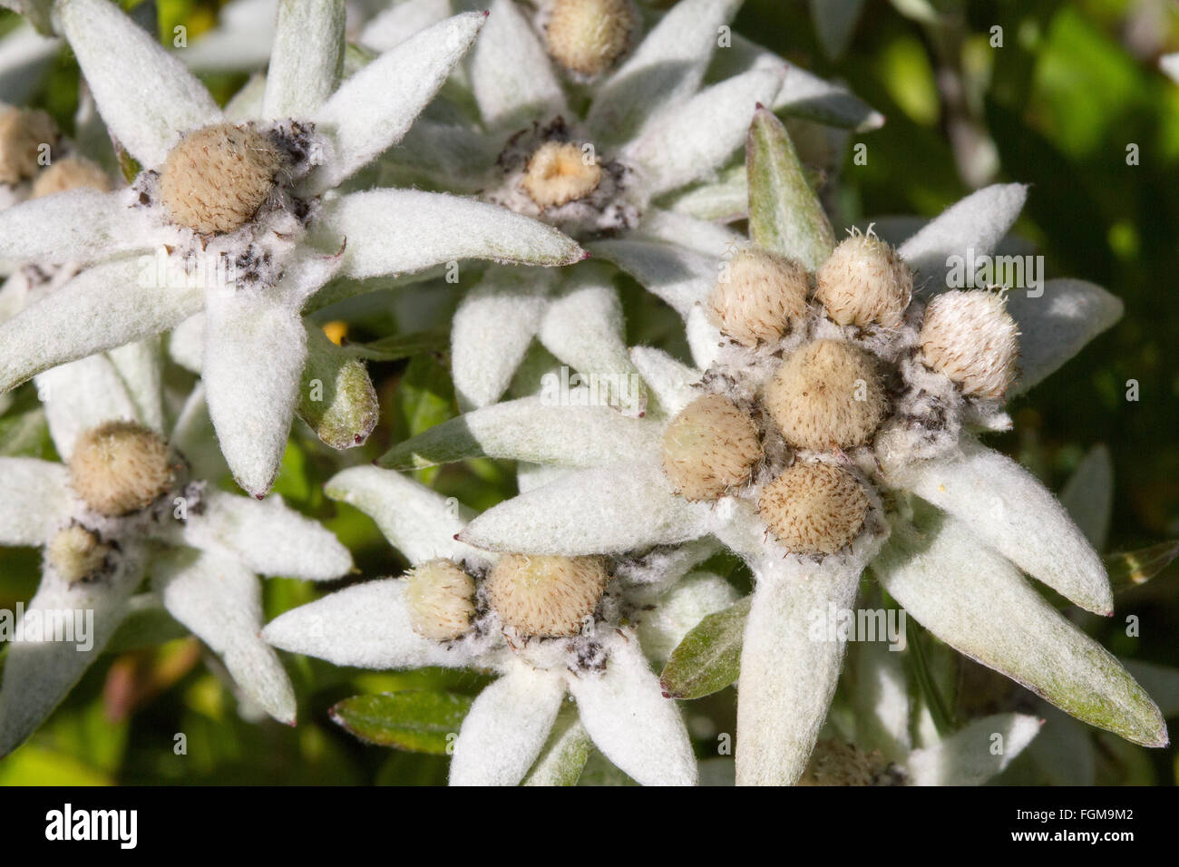 Edelweiss, fleur des Alpes Banque D'Images