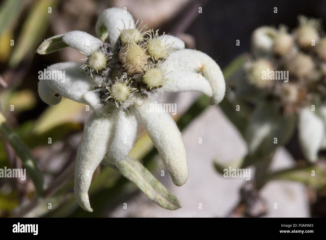 Edelweiss Fleur alpine Banque D'Images