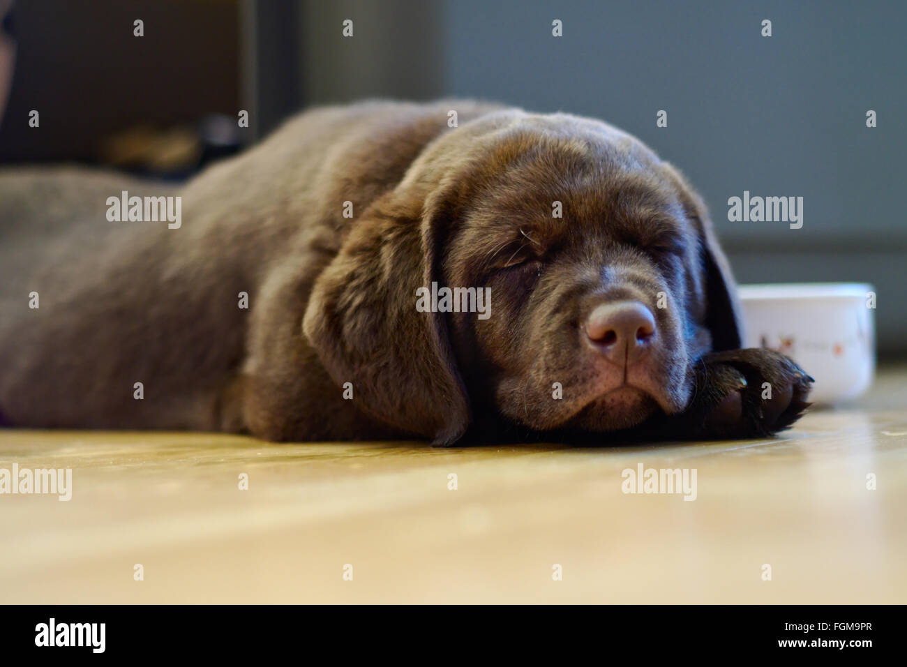 Un mignon chiot Labrador brun Banque D'Images