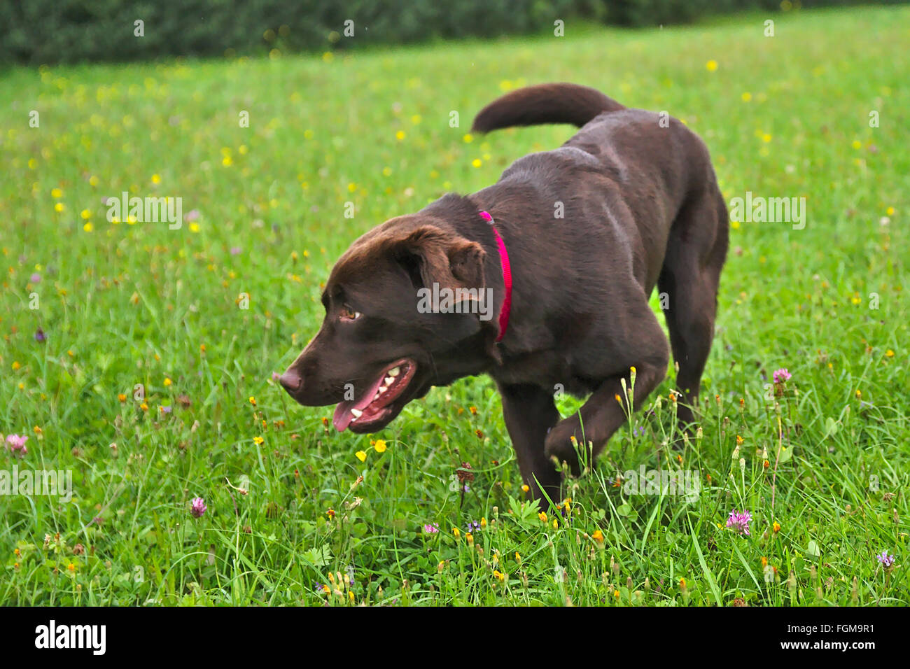 un chien Labrador Banque D'Images