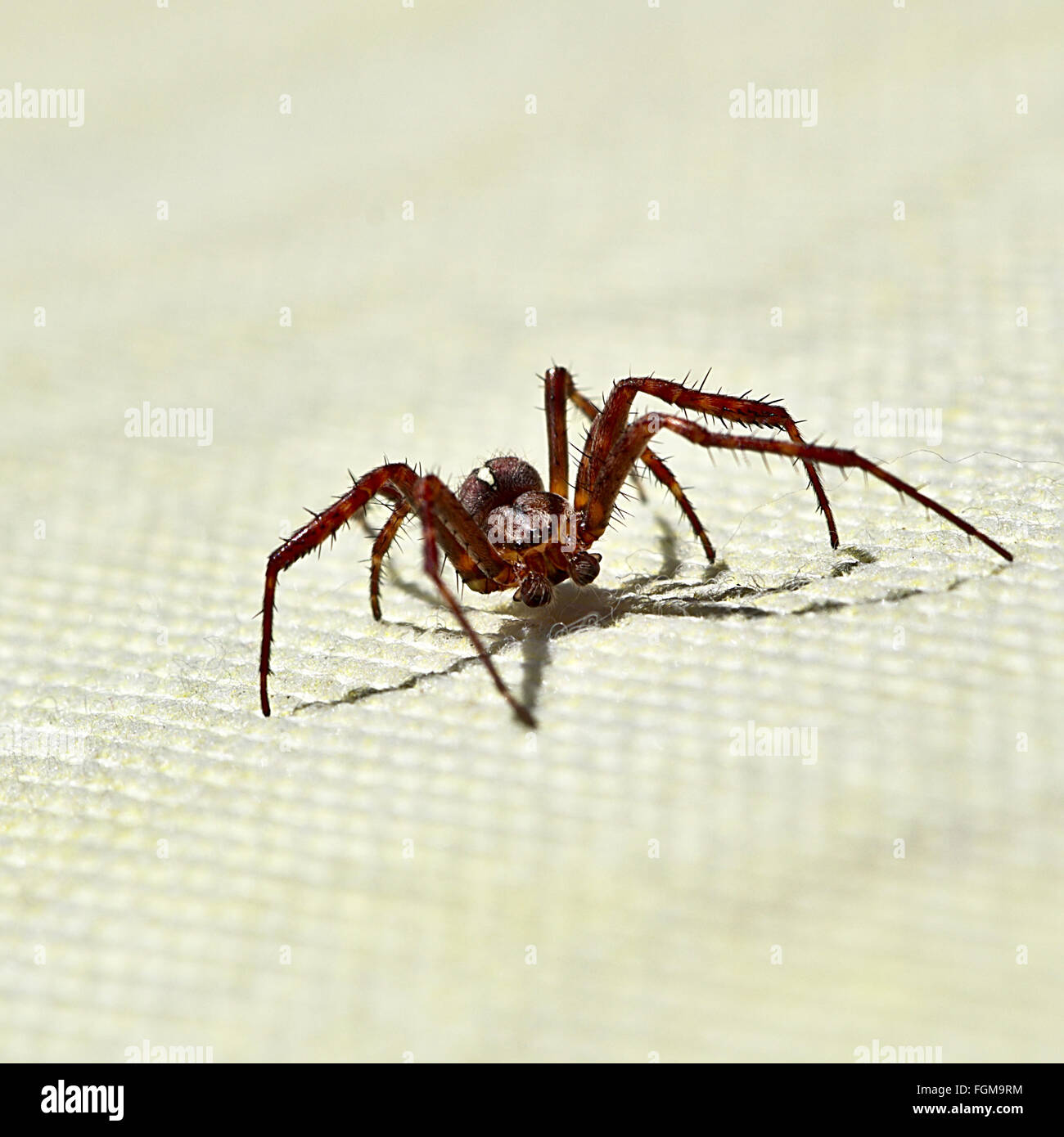 Un jardin araignée européenne Banque D'Images