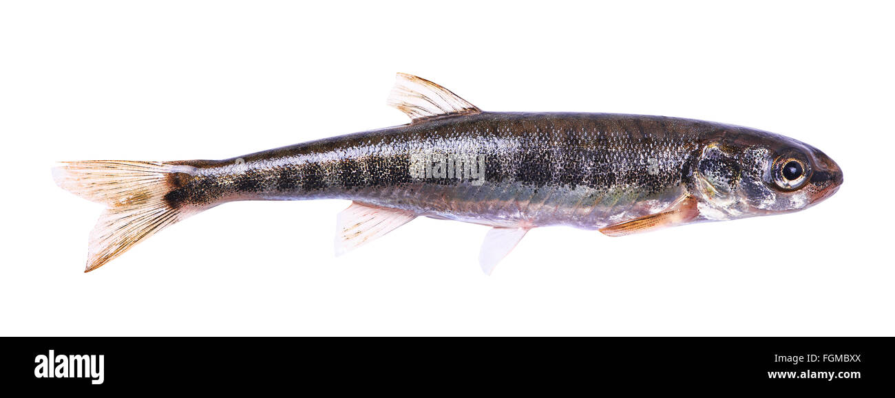 Vairon (Phoxinus phoxinus commune) sur un fond blanc. Petit poisson d'eau douce . Des hommes. Longueur 5,5 cm Banque D'Images