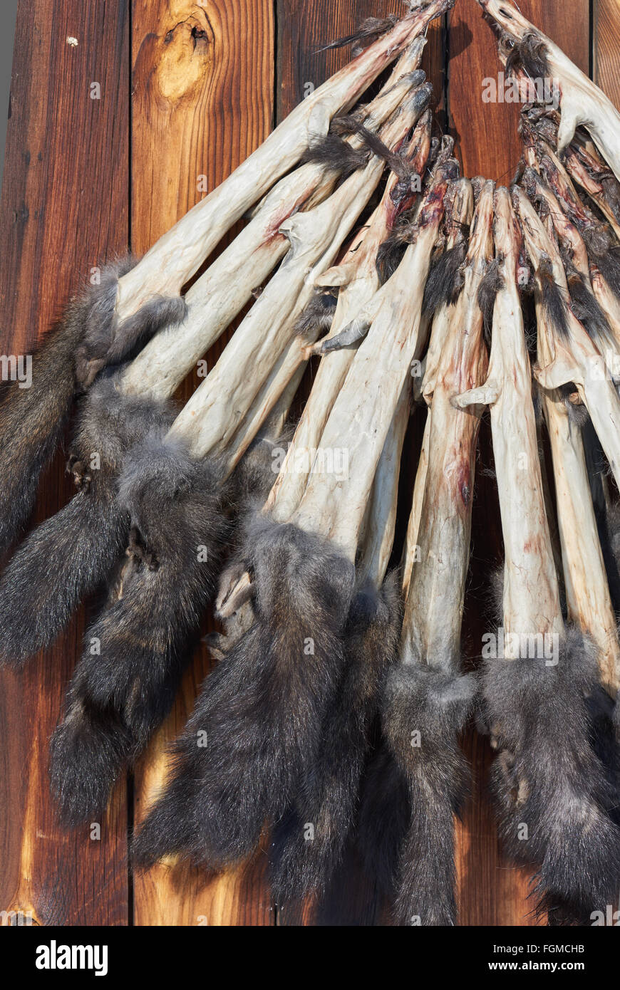 Raw fur - Eurasian écureuil roux (Sciurus vulgaris) Banque D'Images
