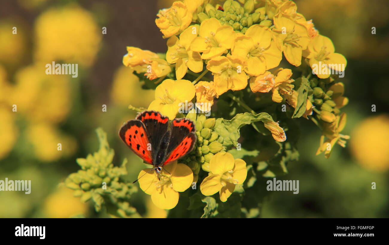 Papillon sur une fleur de moutarde, muirakaigan, Kanagawa, Japon Banque D'Images