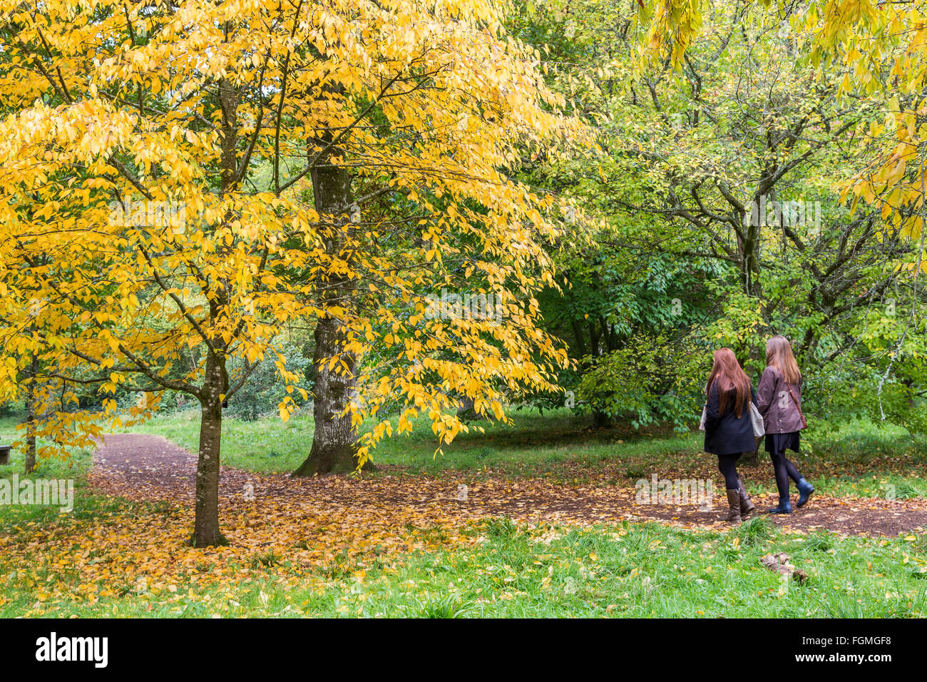 Deux personnes marchant sur le chemin à travers l'ACERS à Westonbirt Arboretum, Gloucestershire, Royaume-Uni, Enhgland Banque D'Images
