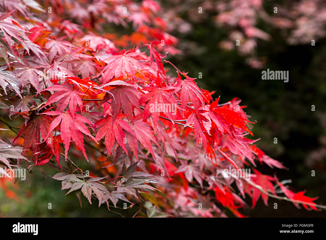 Acer rouge feuilles, Westonbirt Arboretum, Gloucestershire, Royaume-Uni, Enhgland Banque D'Images