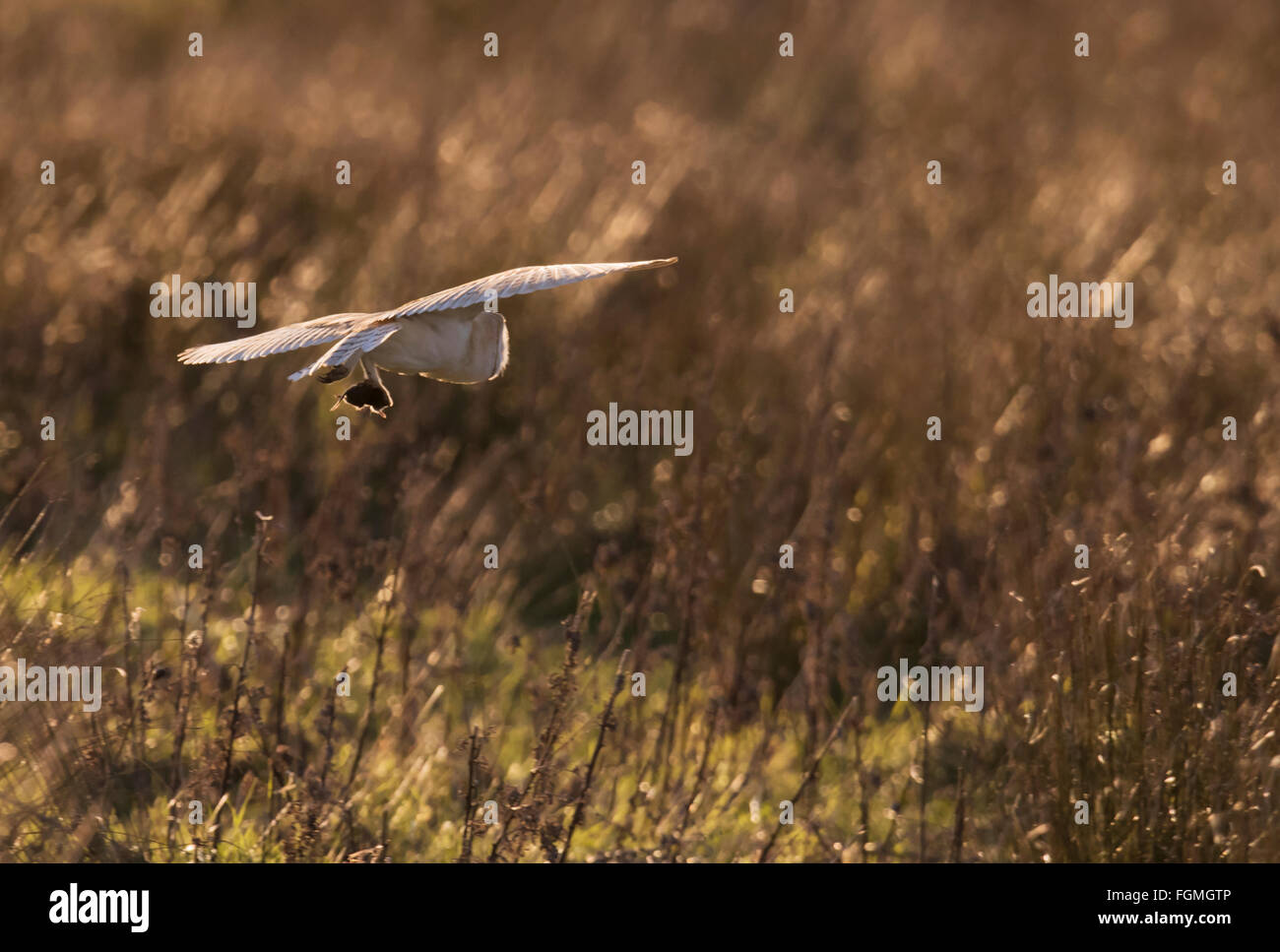 Wild rétroéclairé Effraie des clochers Tyto alba en vol avec les proies dans c'est talons, Norfolk Banque D'Images