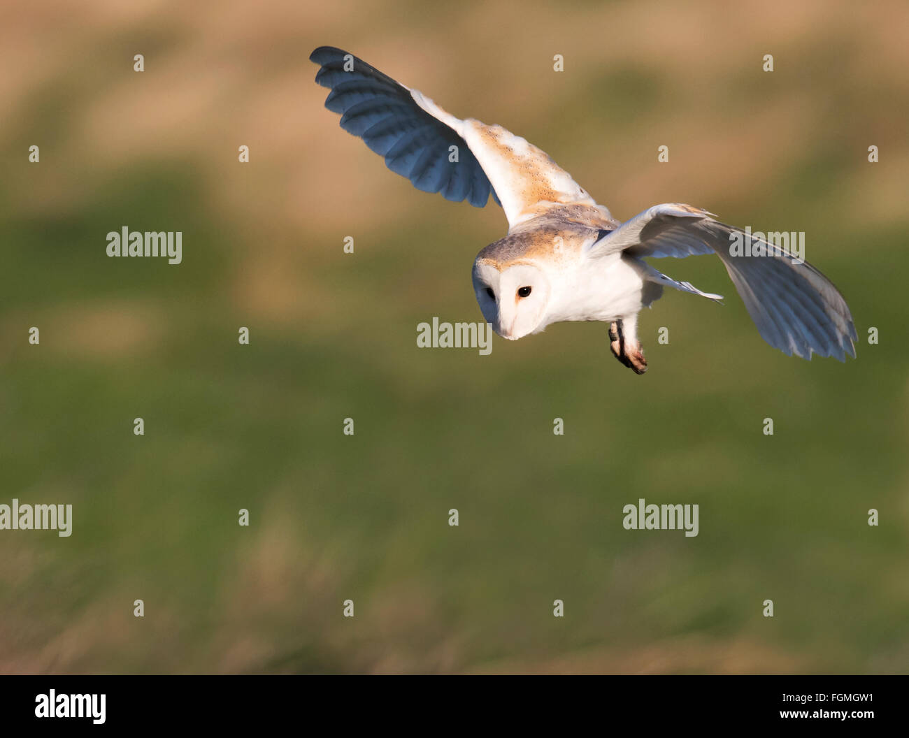 Wild Effraie des clochers Tyto alba chasse sur Norfolk prairies dans la lumière du soleil du matin Banque D'Images