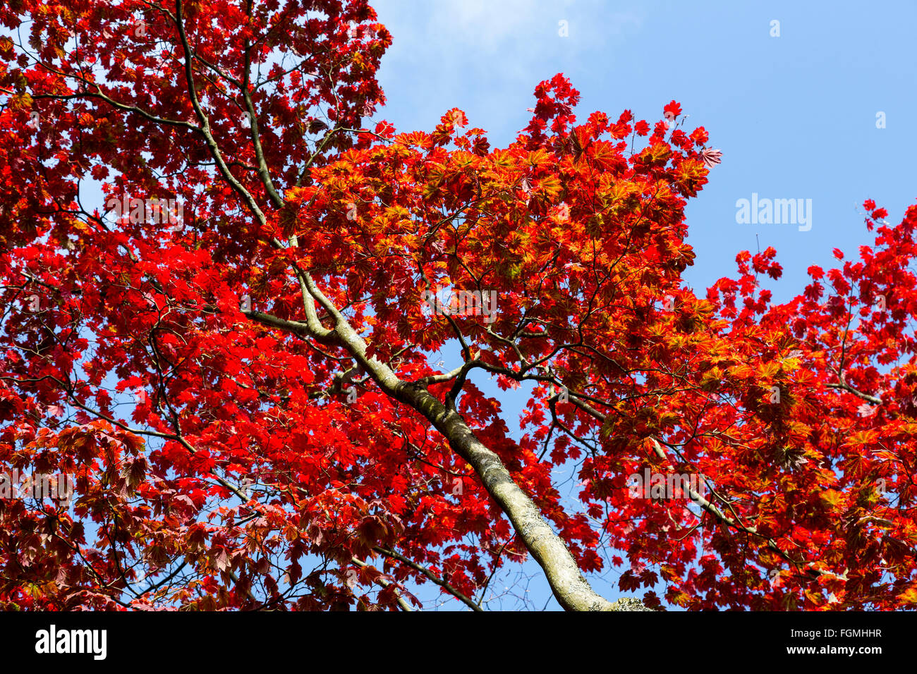 Acer japonicum vitifolium, Pleine lune d'érable, feuilles à l'automne, Westonbirt Arboretum, Gloucestershire, Royaume-Uni, Enhgland Banque D'Images